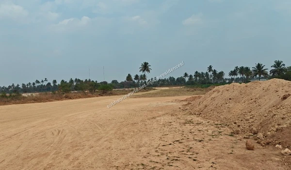 Existing tall palm trees and raised graded earth marking the perimeter of the Sobha One Residences site