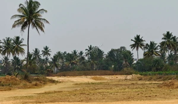 A wide, heavily tracked dirt access route cutting across the Sobha One World property grounds bordered by native palm trees.